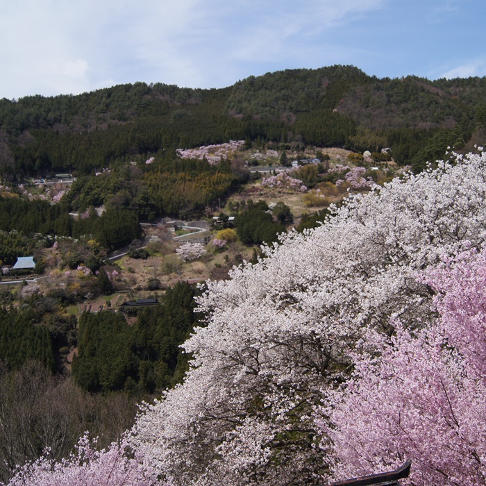 平雄集落の桜