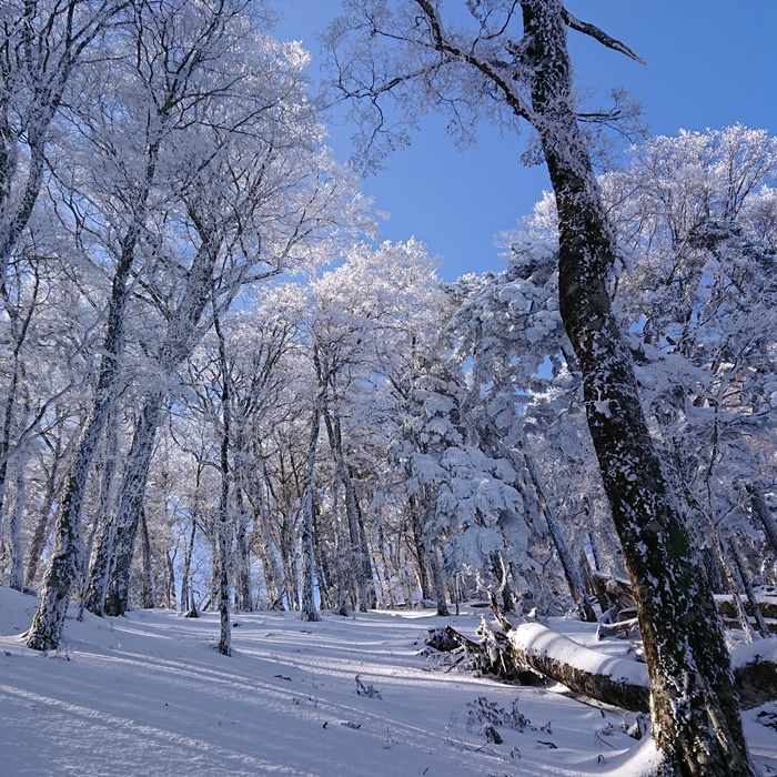 雪のブナ林