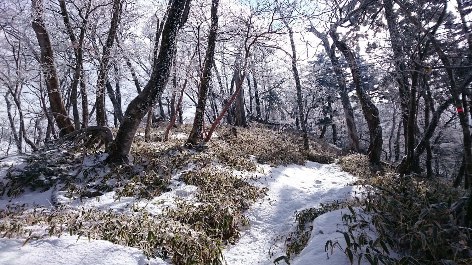 山上辻から先の雑木林帯、雪が少なく笹が出ている