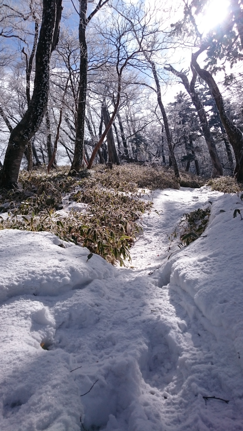山上辻周辺の笹原、まだ積雪は有る方だが笹は隠れていない