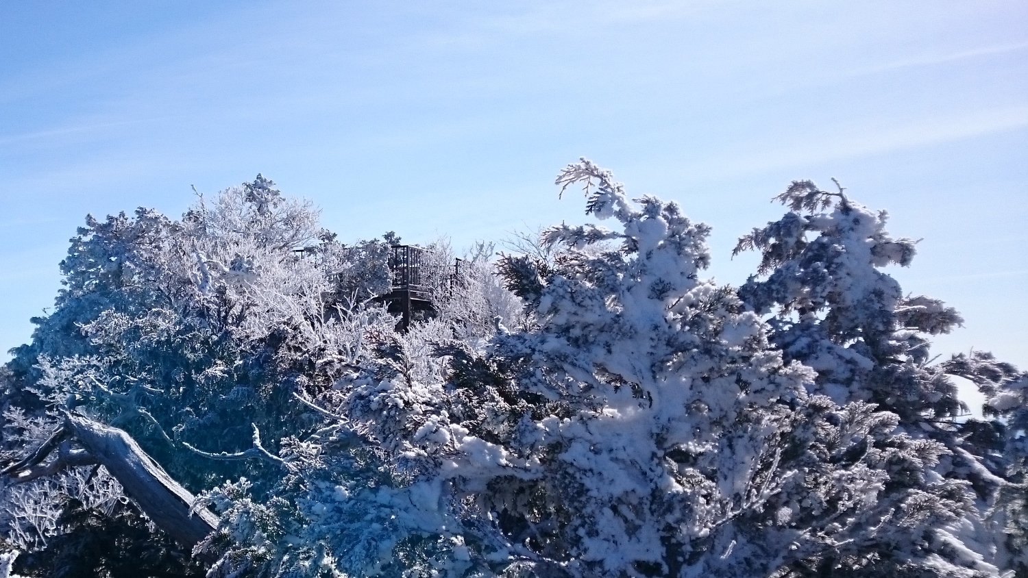 冬道から見る山頂展望台の鉄骨とそれを囲む樹氷