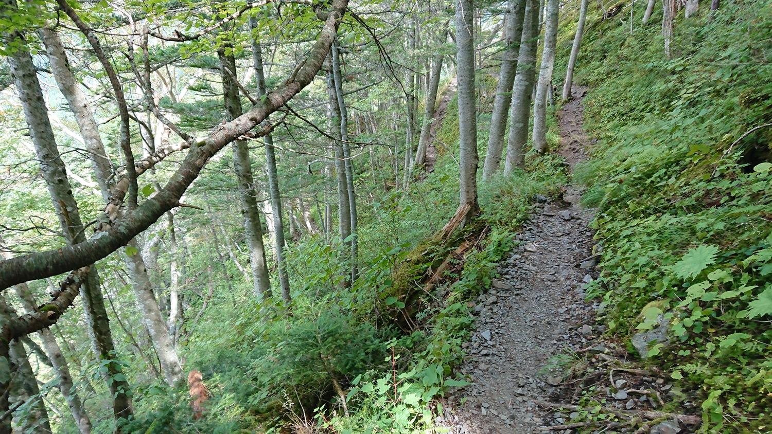 徳本峠ージャンクションP間の登山道、急登たが歩きやすい