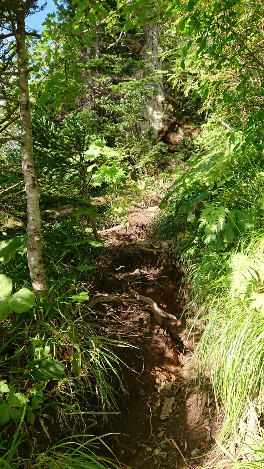 霞沢への稜線道、樹林帯のアップダウンで泥で根っ子