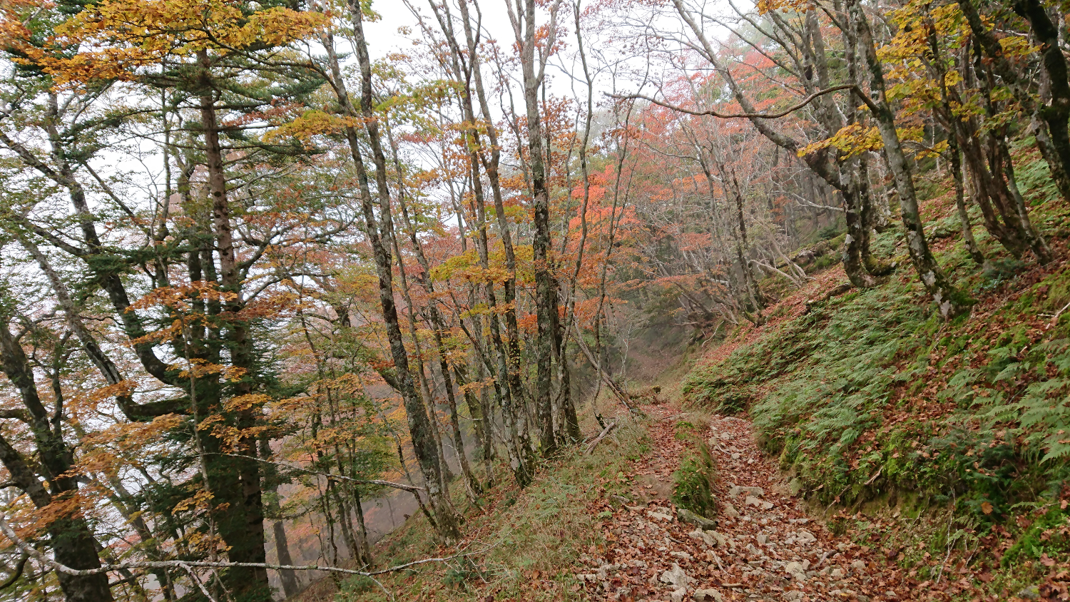 秋の深まりを見せる頂仙岳付近